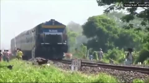 Animals Accident by Train\ Live Run Over Speedy Train Accident Animals in Forest\ Train VS Animals