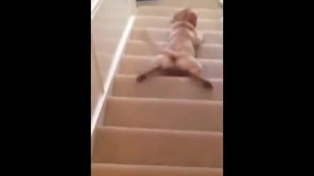 kp1-Cute Puppy