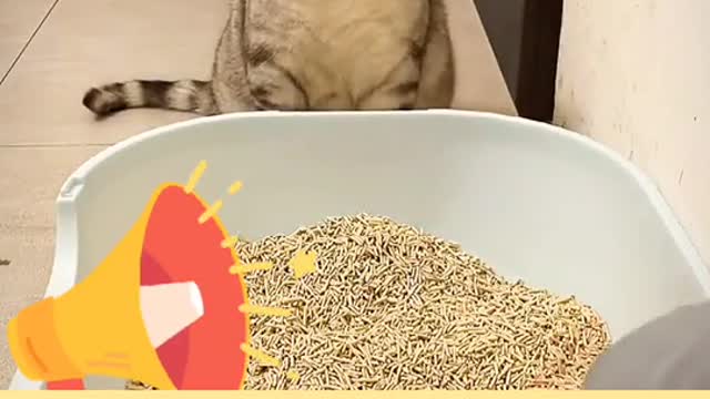 The story of cat and an egg