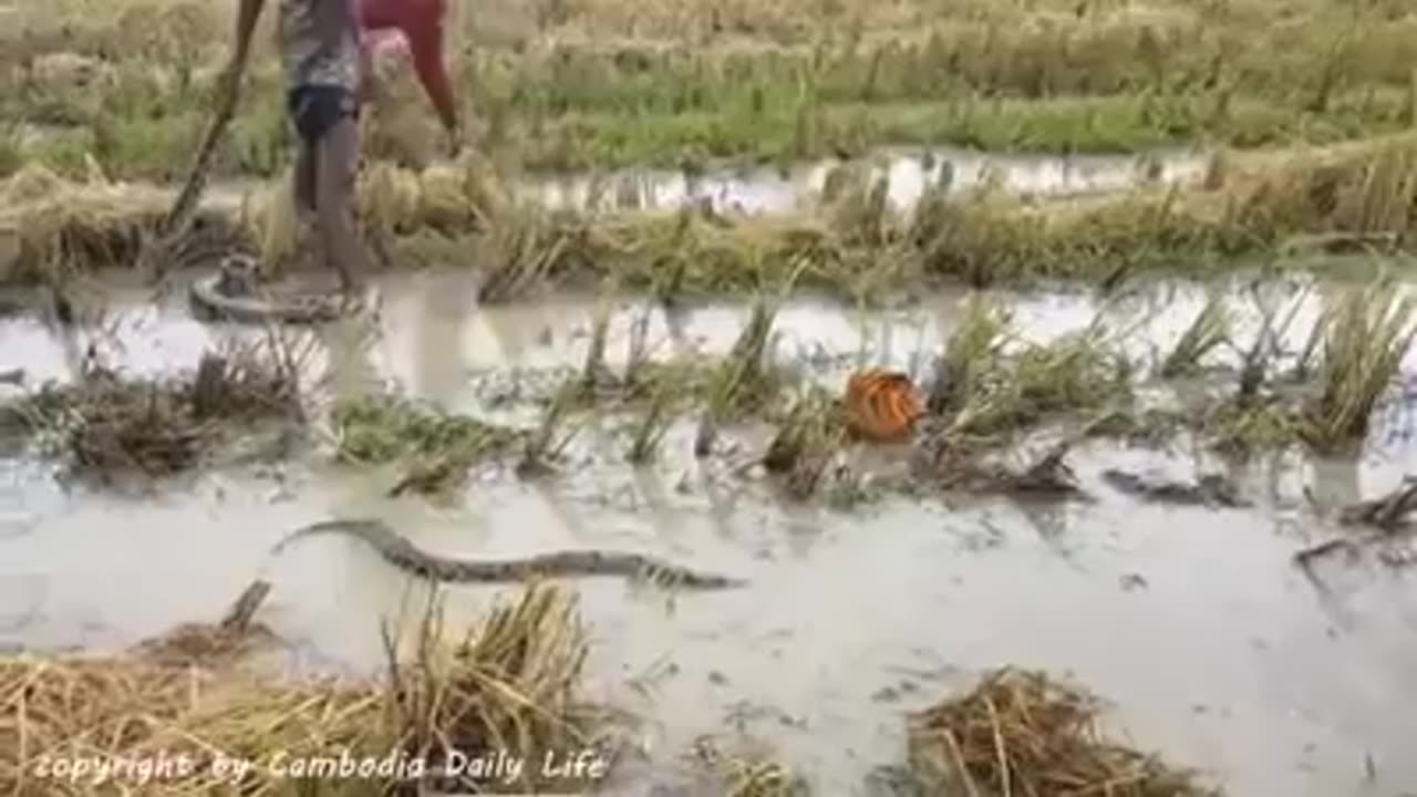 Brave Children Catch vicious snake by hand in Cambodia