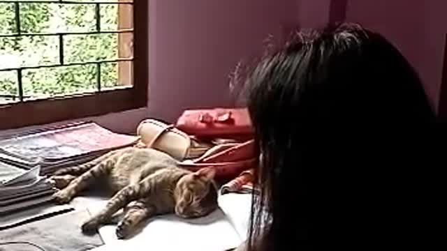 When the girl is studying cat sleeping on her books