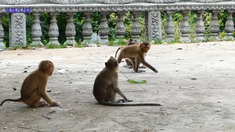 Watch & Enjoy with Funny Animals ll Part-23 (Monkey)