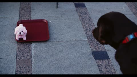 High angle view of black dog with leash playing with white dog toy on street