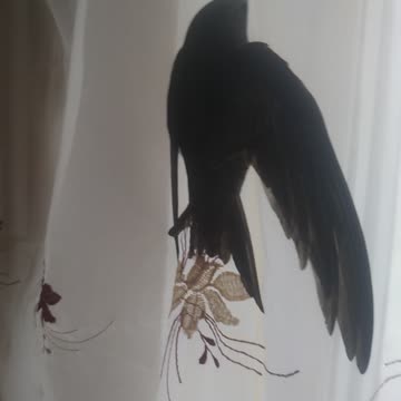 A bird flew into the hous