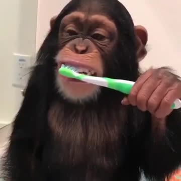 Pets, cats, dogs, and much more.