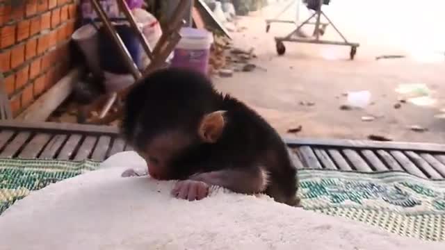 Little monkey learns the world