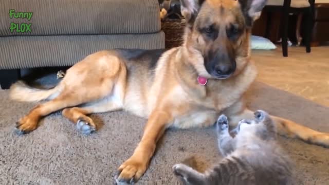 most funny dogs and cats videos