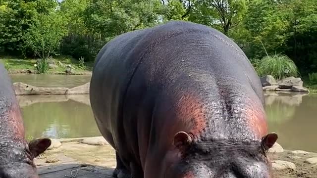 A hippo