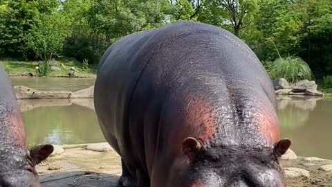 A hippo