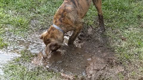 Puppy is a backyard diver