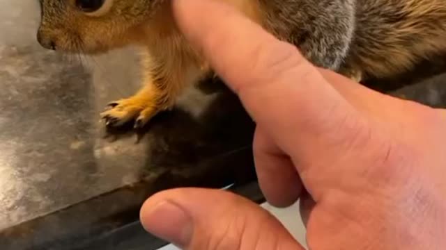 Funny squirrel scratching