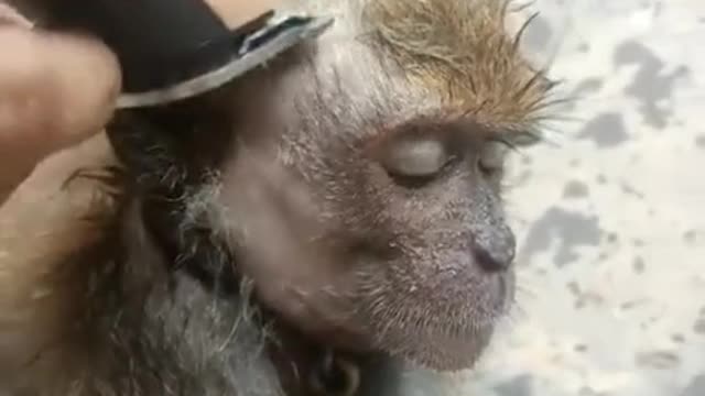 shaving monkey hair