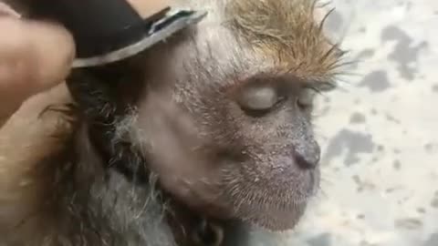 shaving monkey hair