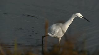 Little Egret Fishing