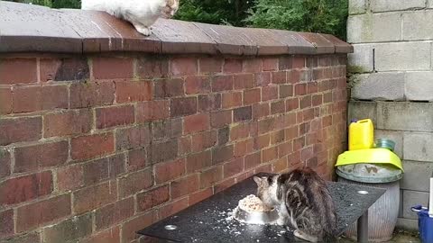 Hungry Stray Cats In My Yard On A Rainy Day