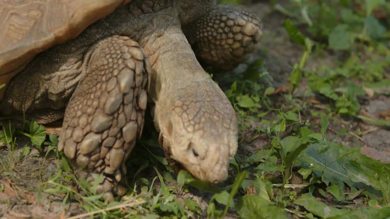 African Spurred Tortoise eating grass