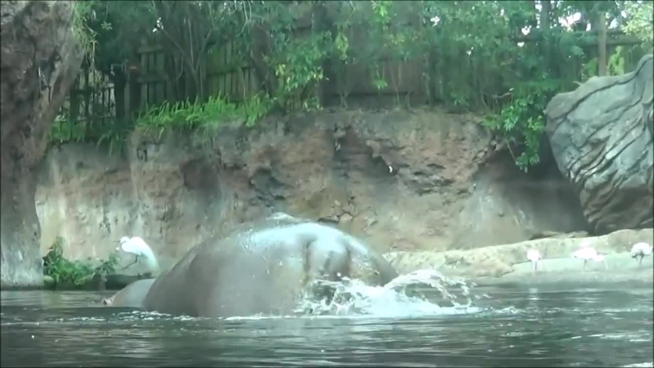 you never seen this/hippo farts;/