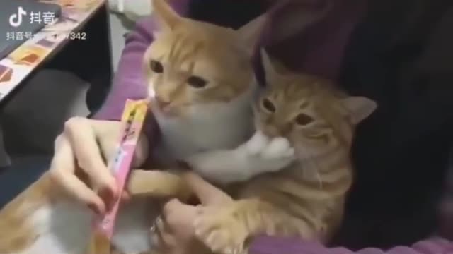 Funny Cats Life
