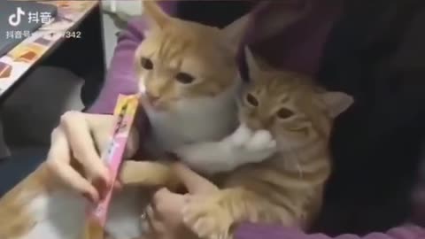 Funny Cats Life