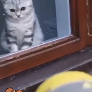 Dogs and cats got scared reaction