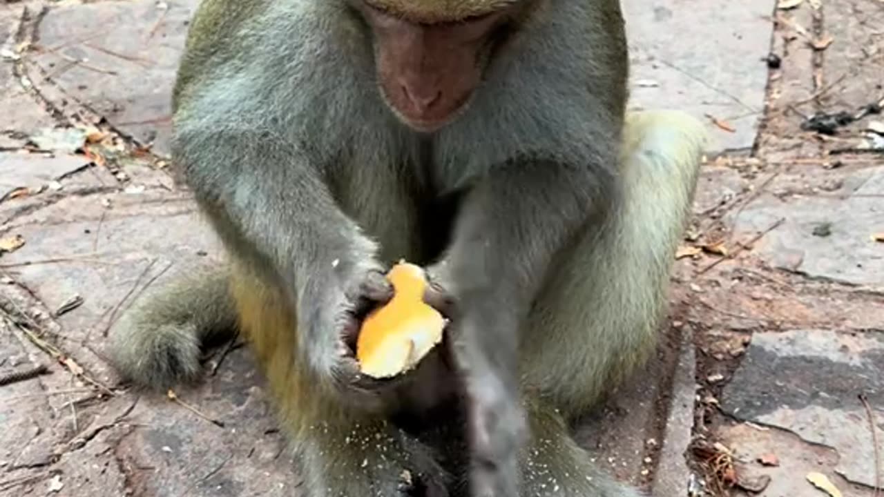 Funnyvideo Animal Foroest Monkey