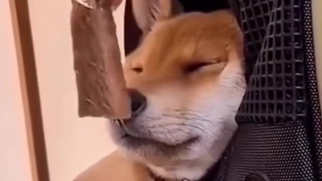 Food. Before. Sleep. #funny #puppy #dog #fyp #foryoupage #shorts #vira