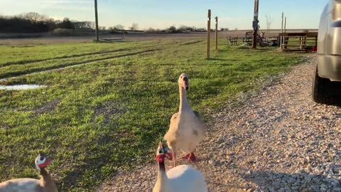 Goose Gets Excited to See Her Human