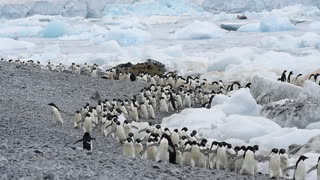 Time Lapse of Penguin Traffic