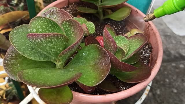 Kalanchoe tetraphylla