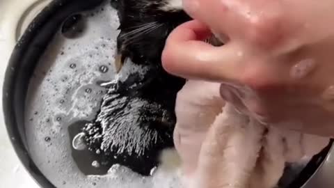 Cats bath