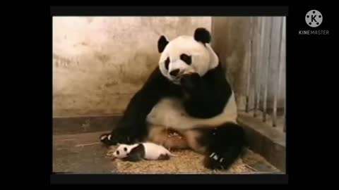 Hot panda fanny video