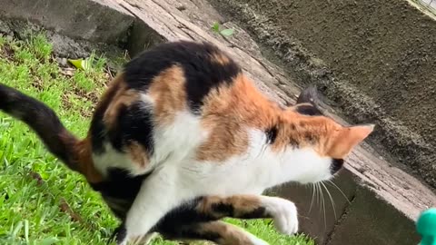 Cat Relieves Himself In an Unusual Position