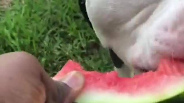 pit bulls with watermelon