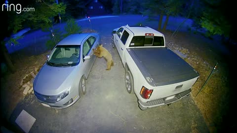 Floodlight Cam Captures a Bear Trying to Open a Car Door