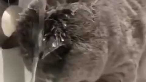 Cute Cat Video 2022 😂 - Cat best funny moments 😺 #06