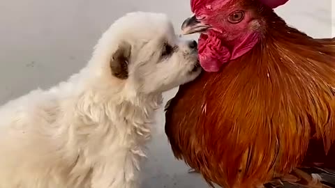 Rooster and Dog