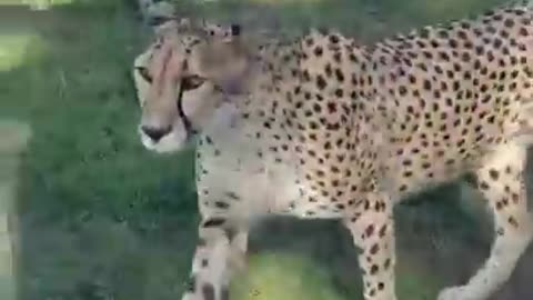 A VERY CLOSE ENCOUNTER WITH A CHEETAH #shorts