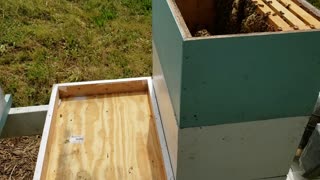 Honey Bee's going vertical