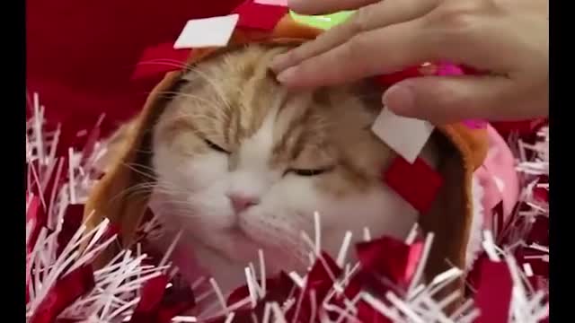 How looking my Cat?