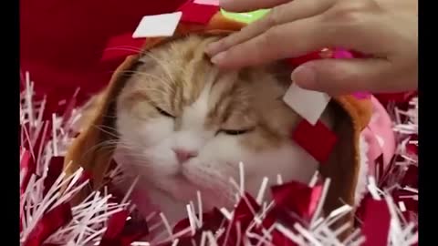 How looking my Cat?