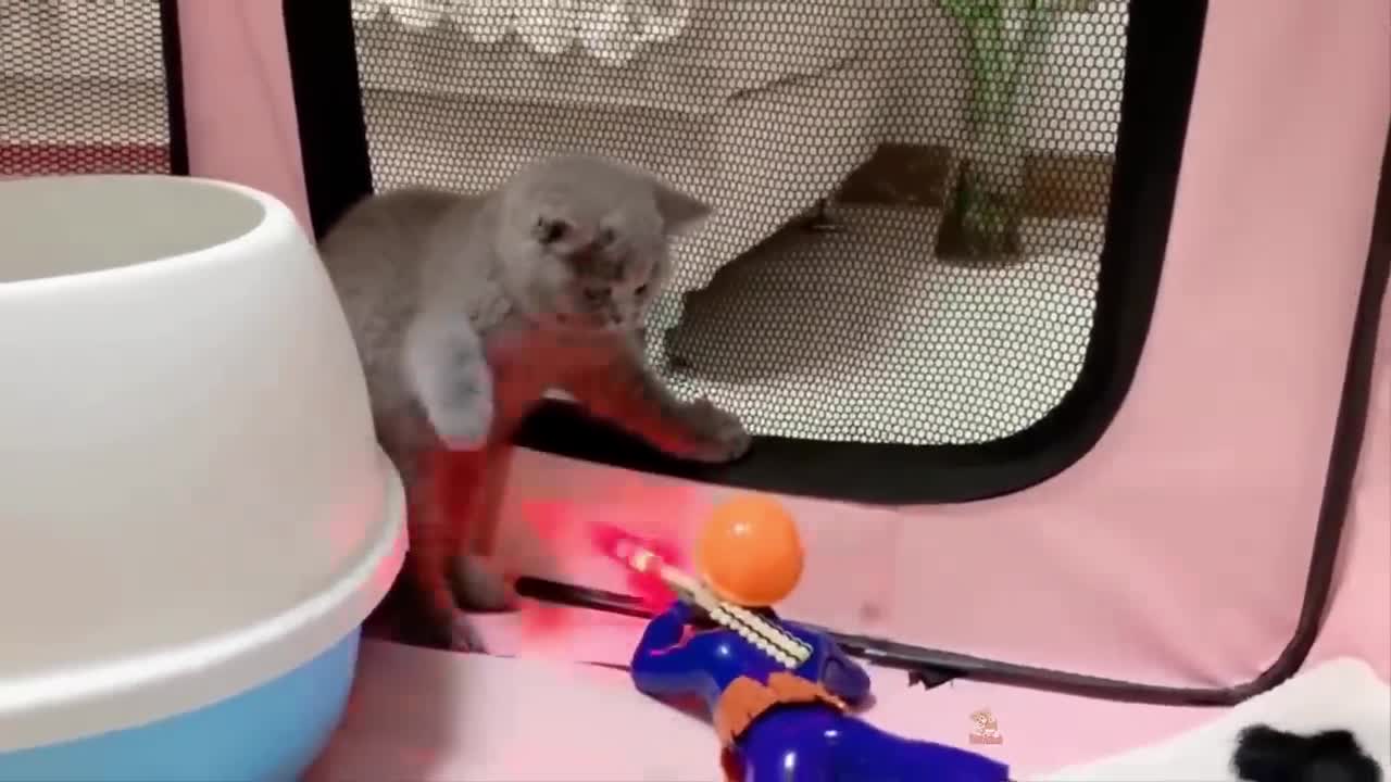 FUNNIEST CATS AND DOGS COMPILATION| FAIL FUNNY COMPILATION|PART 5