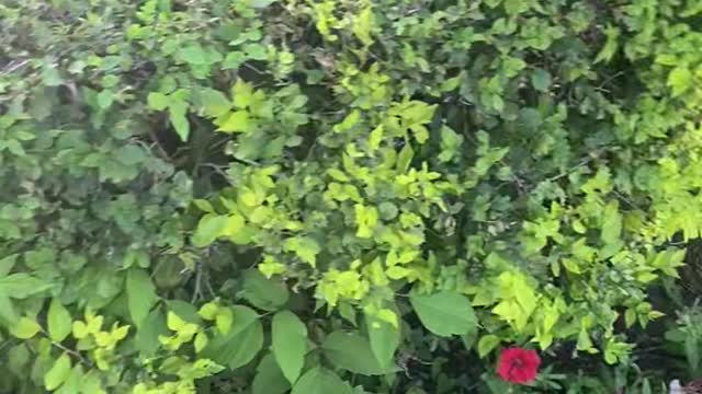 Various red, yellow and green flowers
