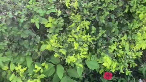 Various red, yellow and green flowers