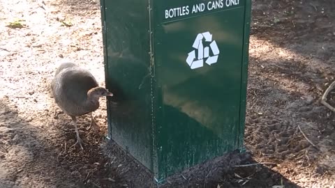 Turkey Pecking Recycling Trash Can