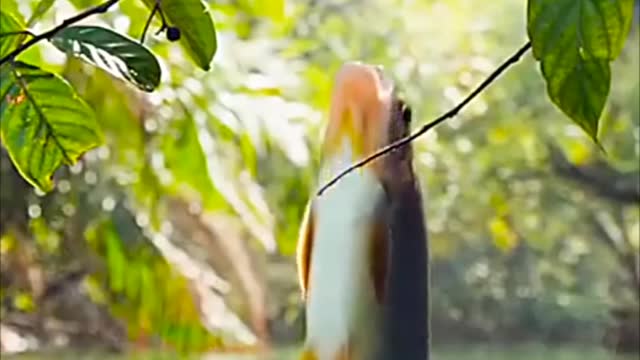 Unbelievable video//Fish jumping for fruits in water