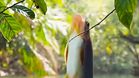 Unbelievable video//Fish jumping for fruits in water