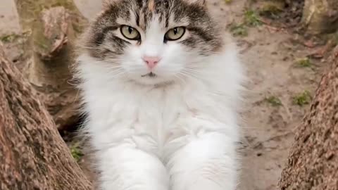 Cat Pawing a Tree Trunk