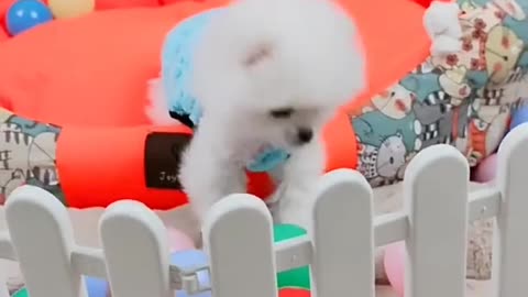 Baby dog playing