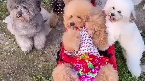 Dogs funny video