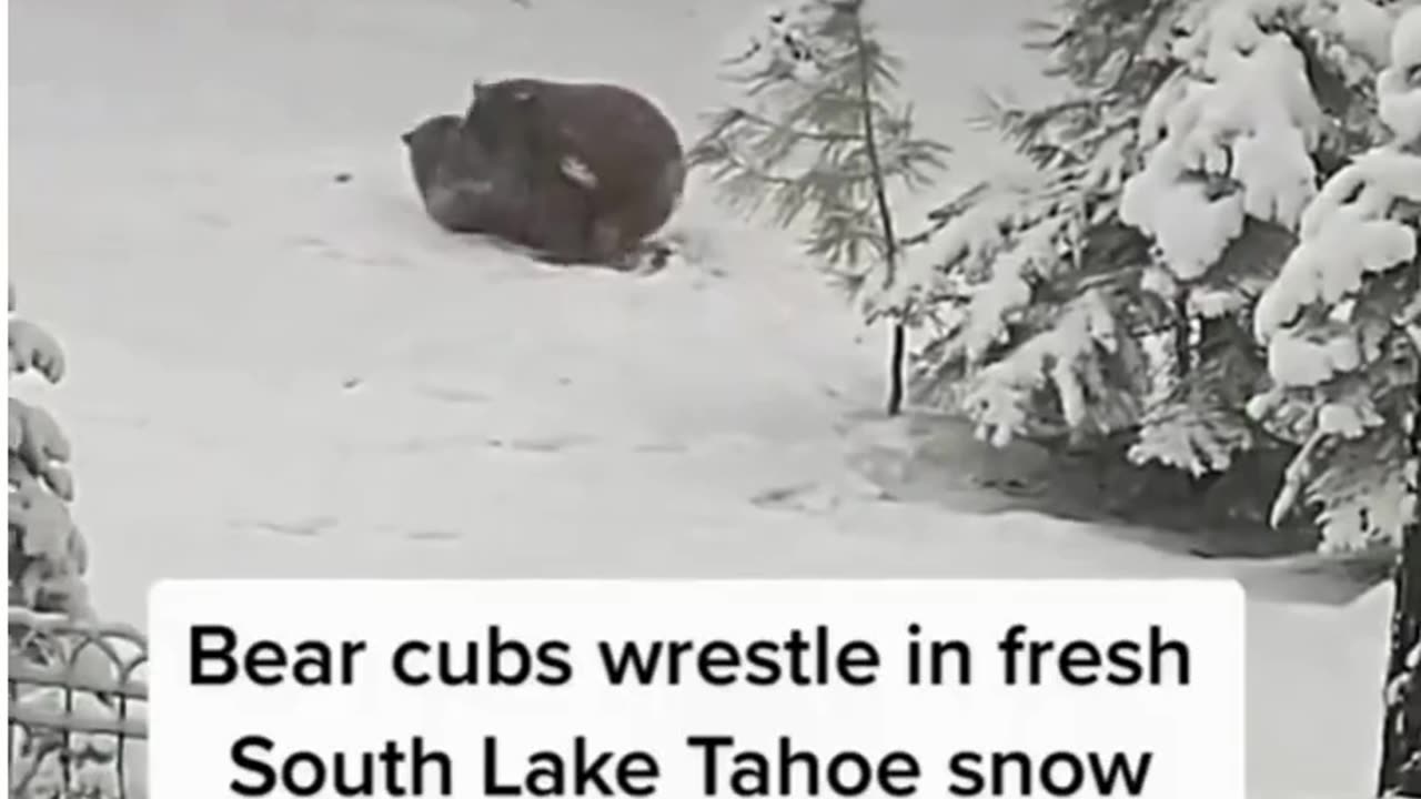 Some awesome moments with animals
